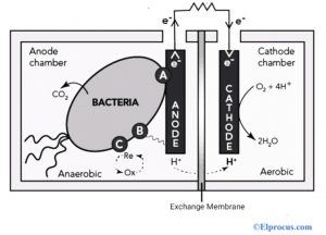 微生物燃料电池示意图